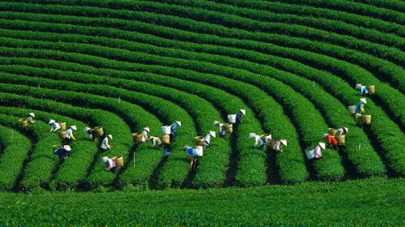 ivivu-tour-mien-bac-6n5d-sai-gon-moc-chau-son-la-sapa-doi-che